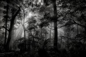 acrylic-print-primary-forest