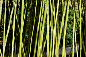 3-piece-acrylic-print-fresh-bamboo