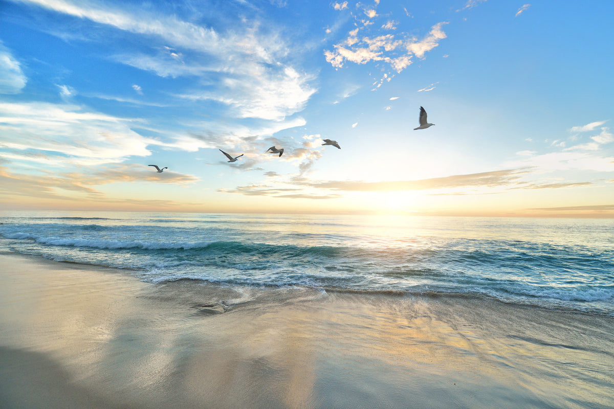 framedcanvas-print-the-seagulls-and-the-sea-at-sunrise