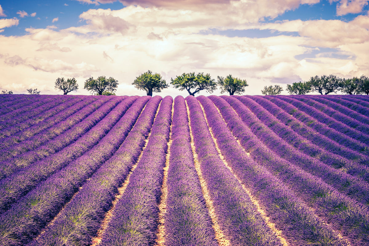 canvas-print-the-lavender-field-ii