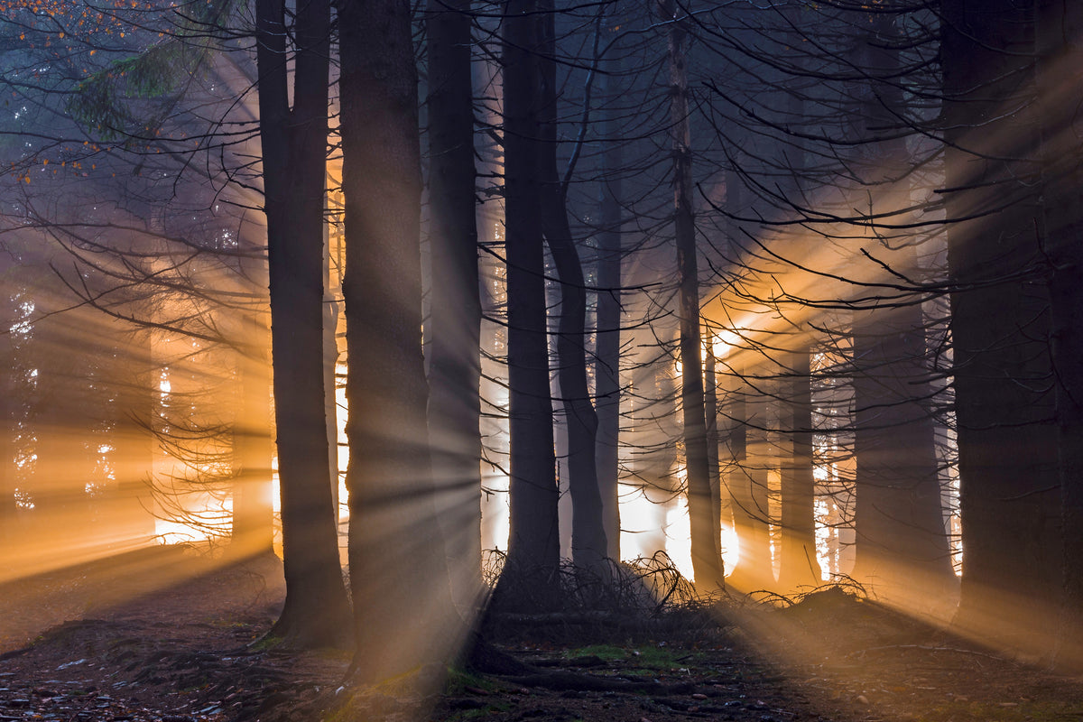 aluminium-print-forest-x