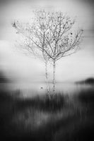 framedcanvas-print-that-tree