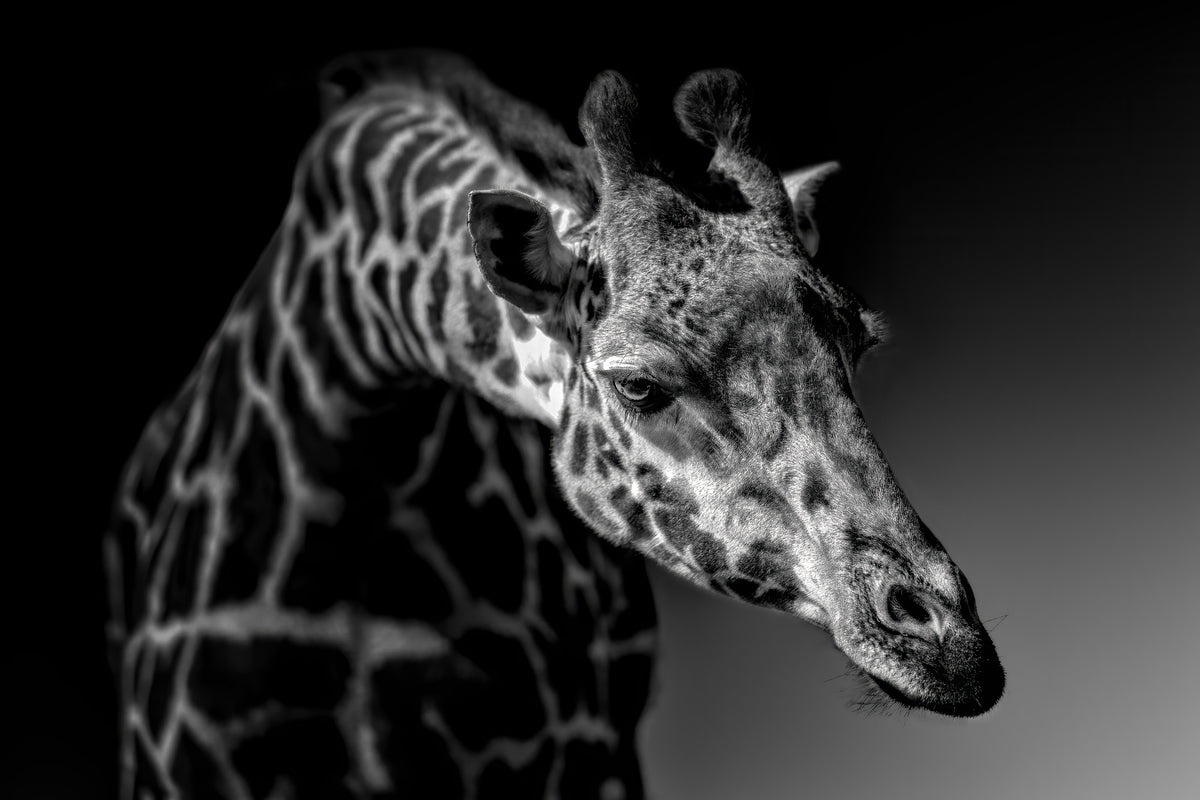 framedcanvas-print-giraffe-x