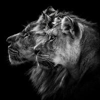 9-piece-acrylic-print-lion-and-lioness-portrait