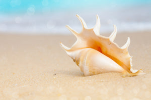 aluminium-print-the-shell-on-the-beach