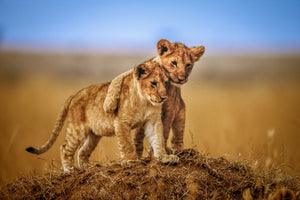 aluminium-print-brothers-for-life