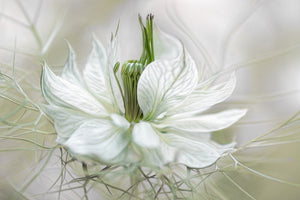 framedposter-print-nigella-xdf