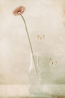 canvas-print-miss-daisy