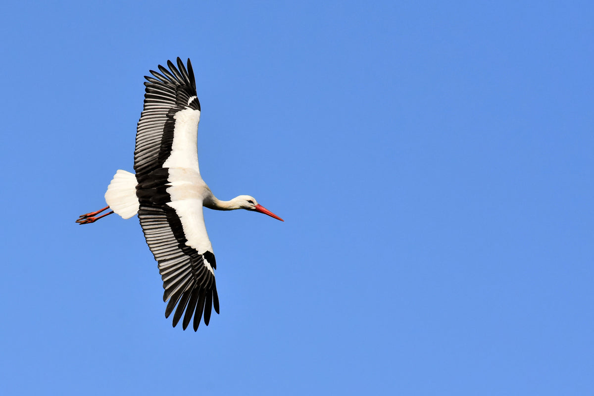 acrylic-print-the-stork-in-action