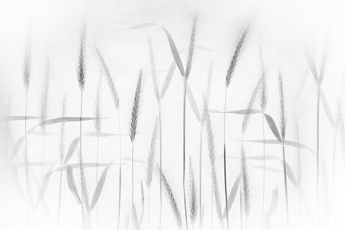 framedposter-print-corn-art-x
