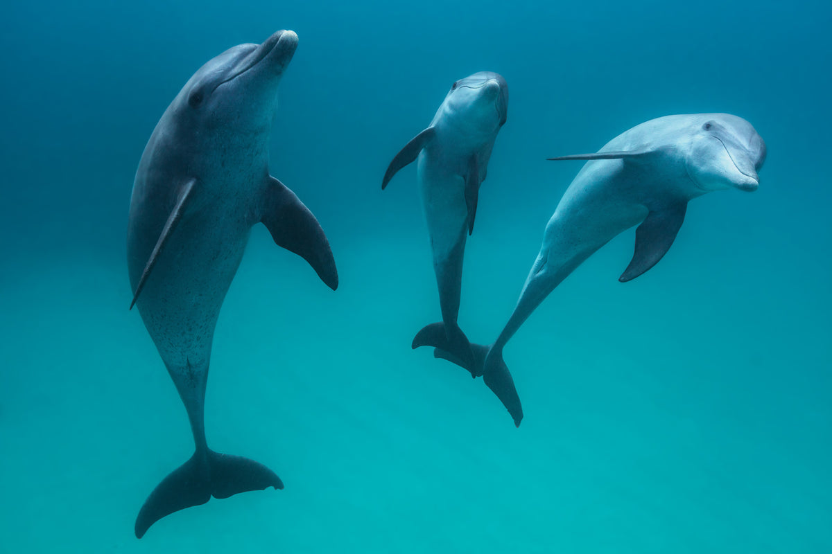 framedposter-print-bottlenose-dolphins-ii