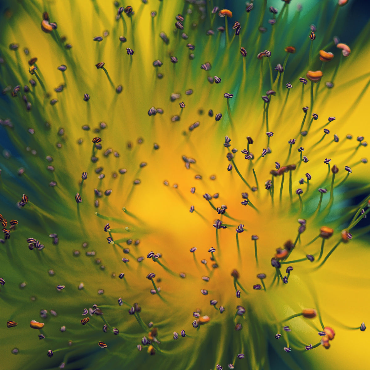 acrylic-print-creation