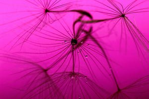 poster-print-dandelion-in-pink
