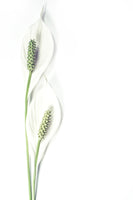 framedposter-print-lily-seed-pods