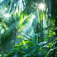 canvas-print-in-tropical-forest