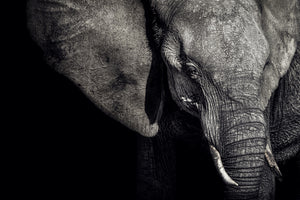 aluminium-print-the-matriarch