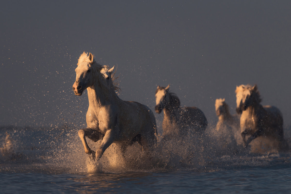 poster-print-horses-in-sunset-light-x