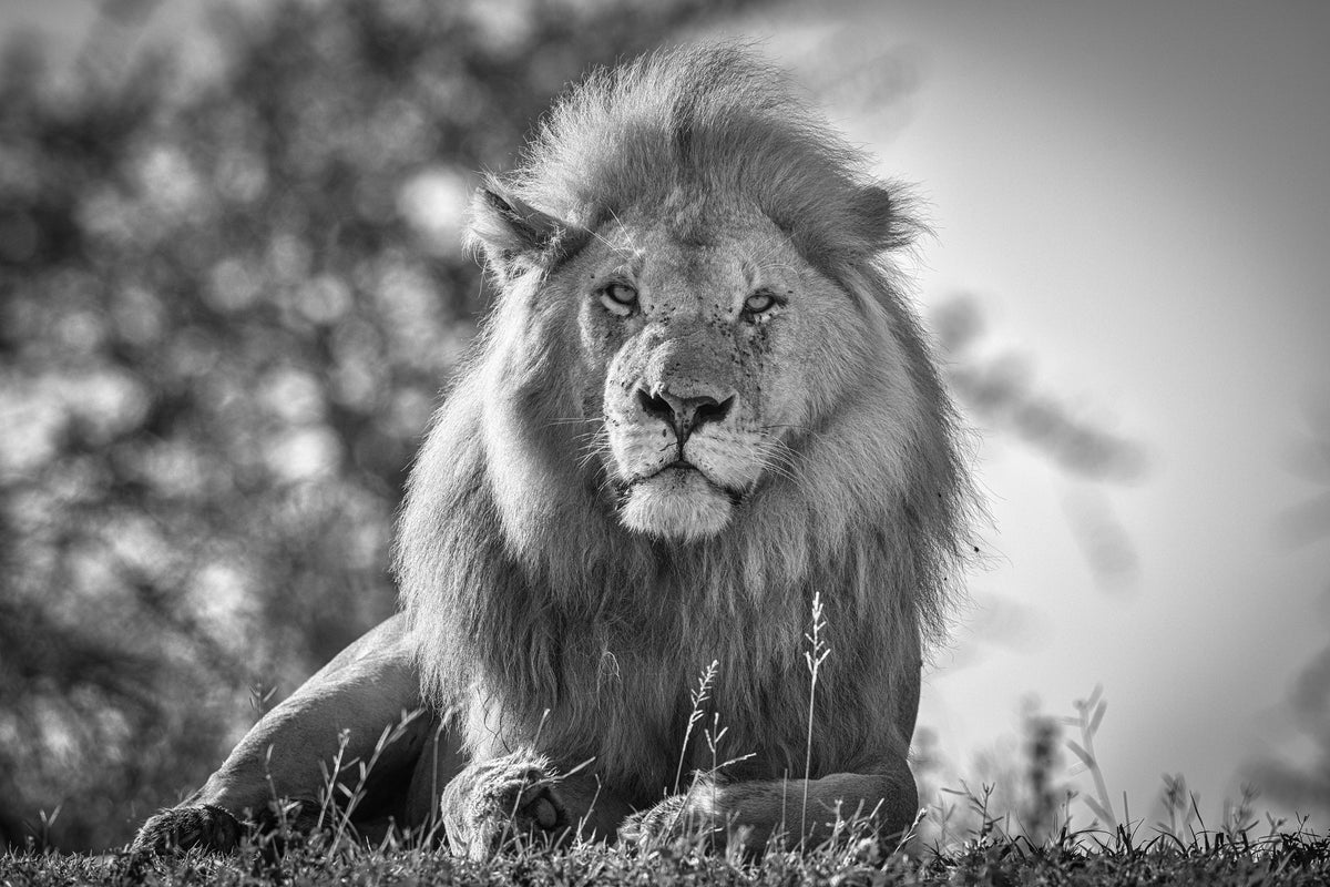 acrylic-print-monochromatic-lion-king-x