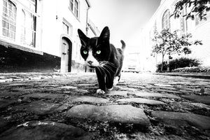 poster-print-focus-x
