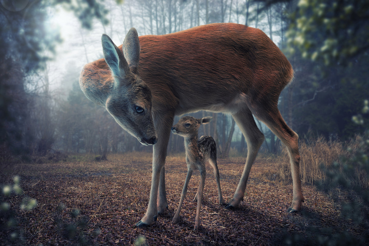 canvas-print-mother-and-fawn