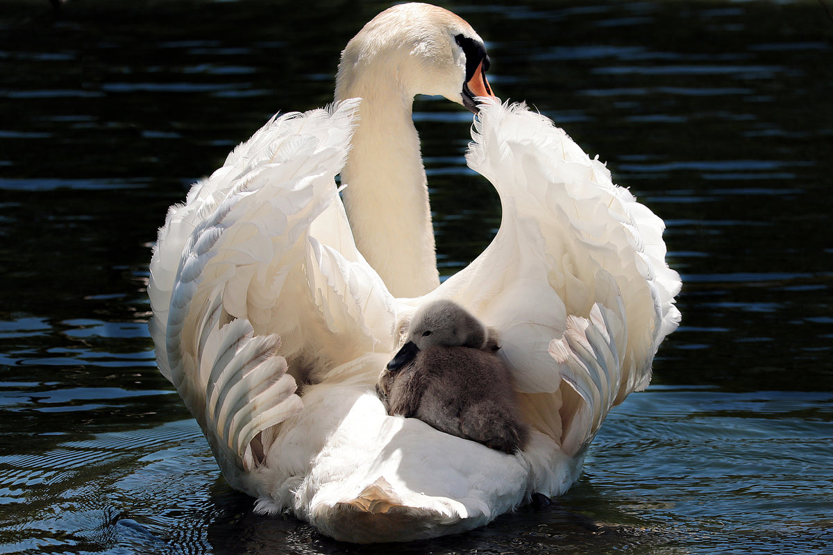 poster-print-mom-and-baby-swan