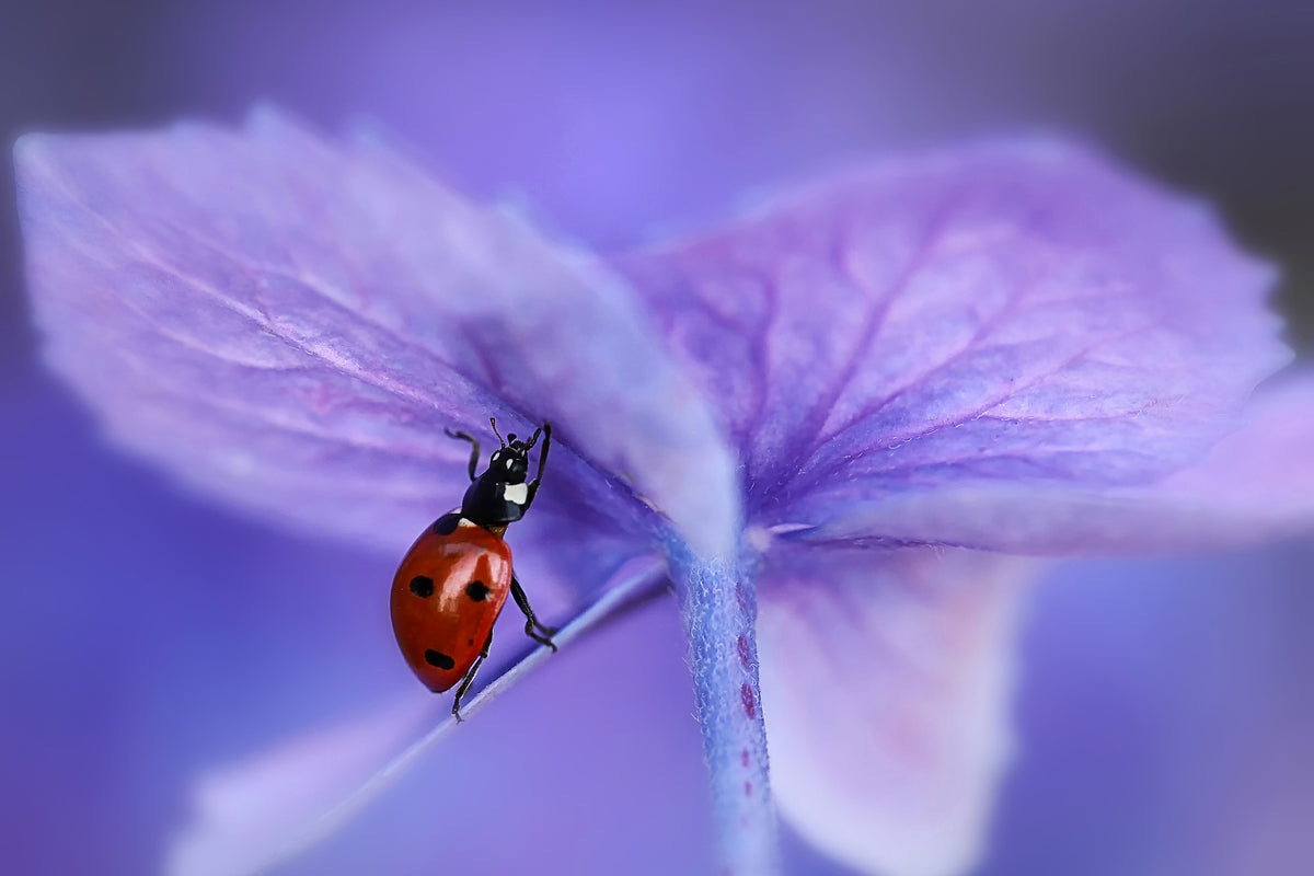 3-piece-aluminium-print-ladybird-on-purple-hydrangea