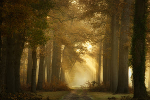 acrylic-print-forever-forest-x