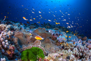 framedposter-print-anemon-and-anthias-x
