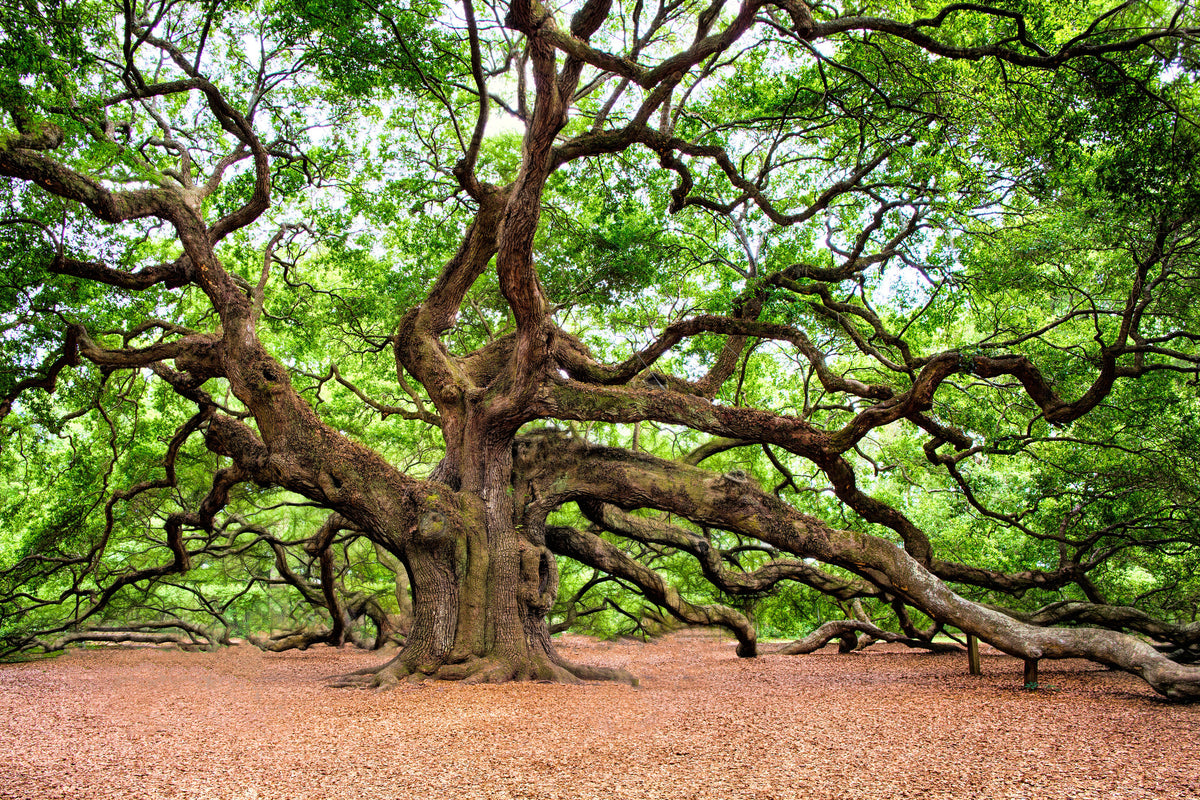 acrylic-print-the-oak