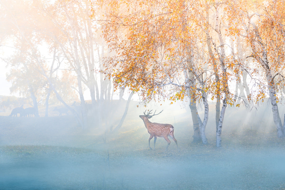framedposter-print-elk-lost-in-mist-x