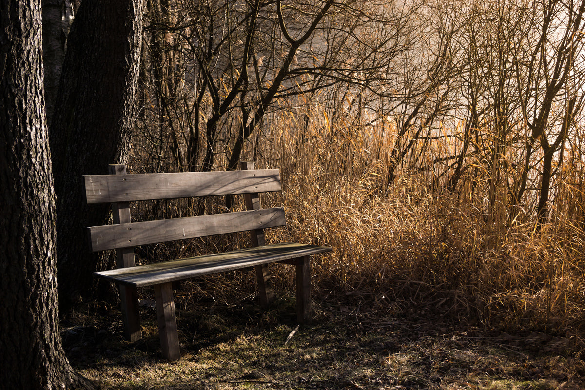 aluminium-print-wooden-bench-in-the-forest