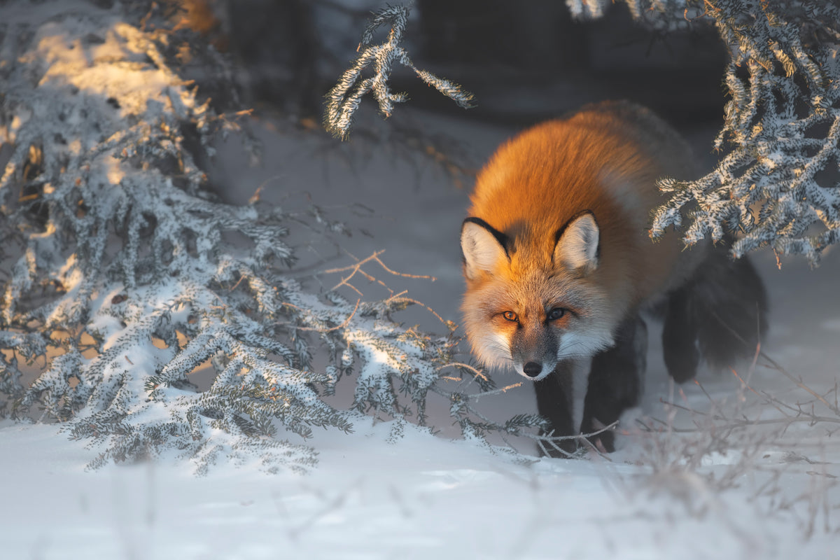 aluminium-print-red-fox-xxr