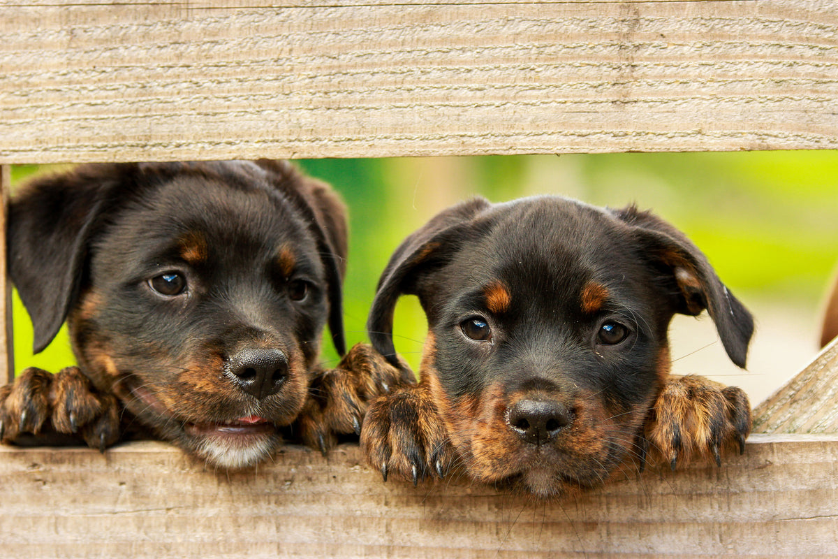 3-piece-canvas-print-2-rottweiler-puppies