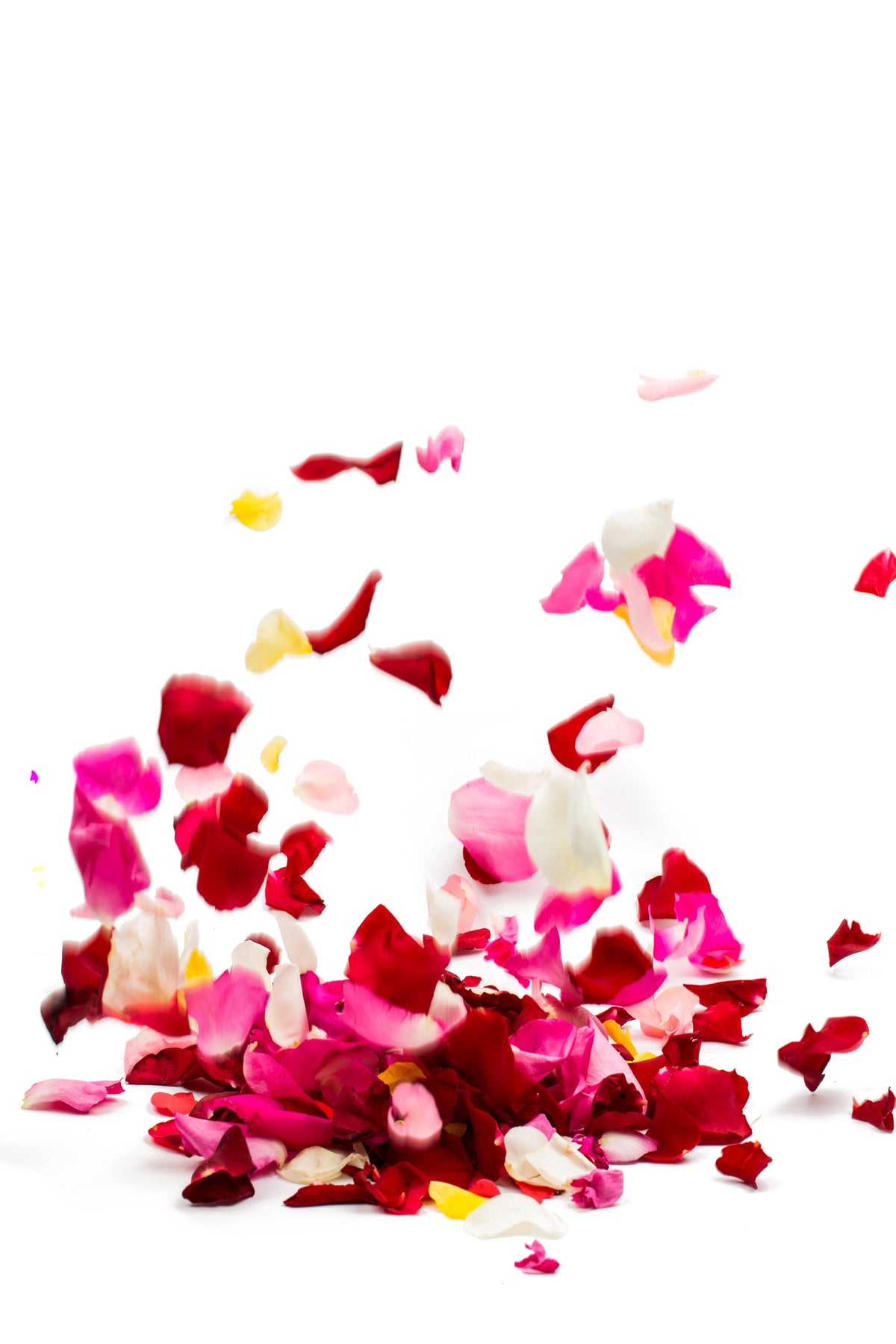 aluminium-print-bed-of-rose-foliage