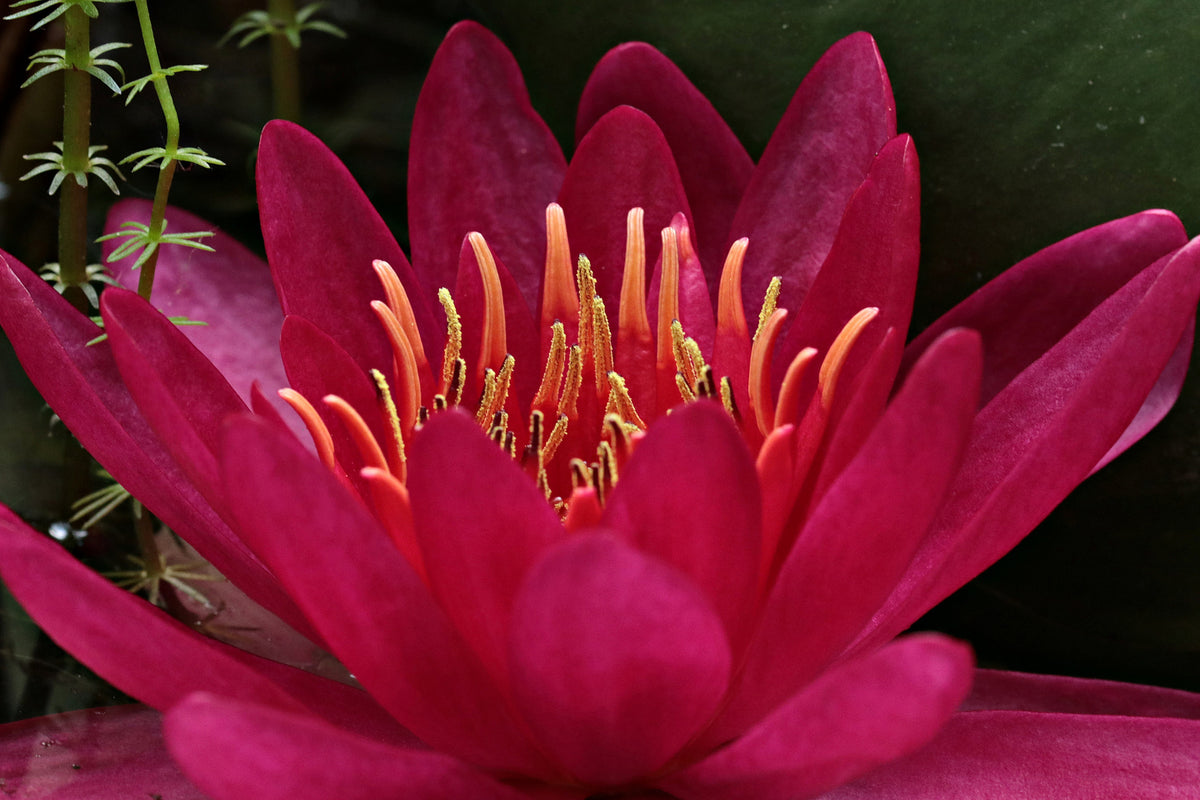 3-piece-aluminium-print-wonderful-water-lily