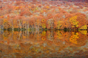 aluminium-print-glowing-autumn-x