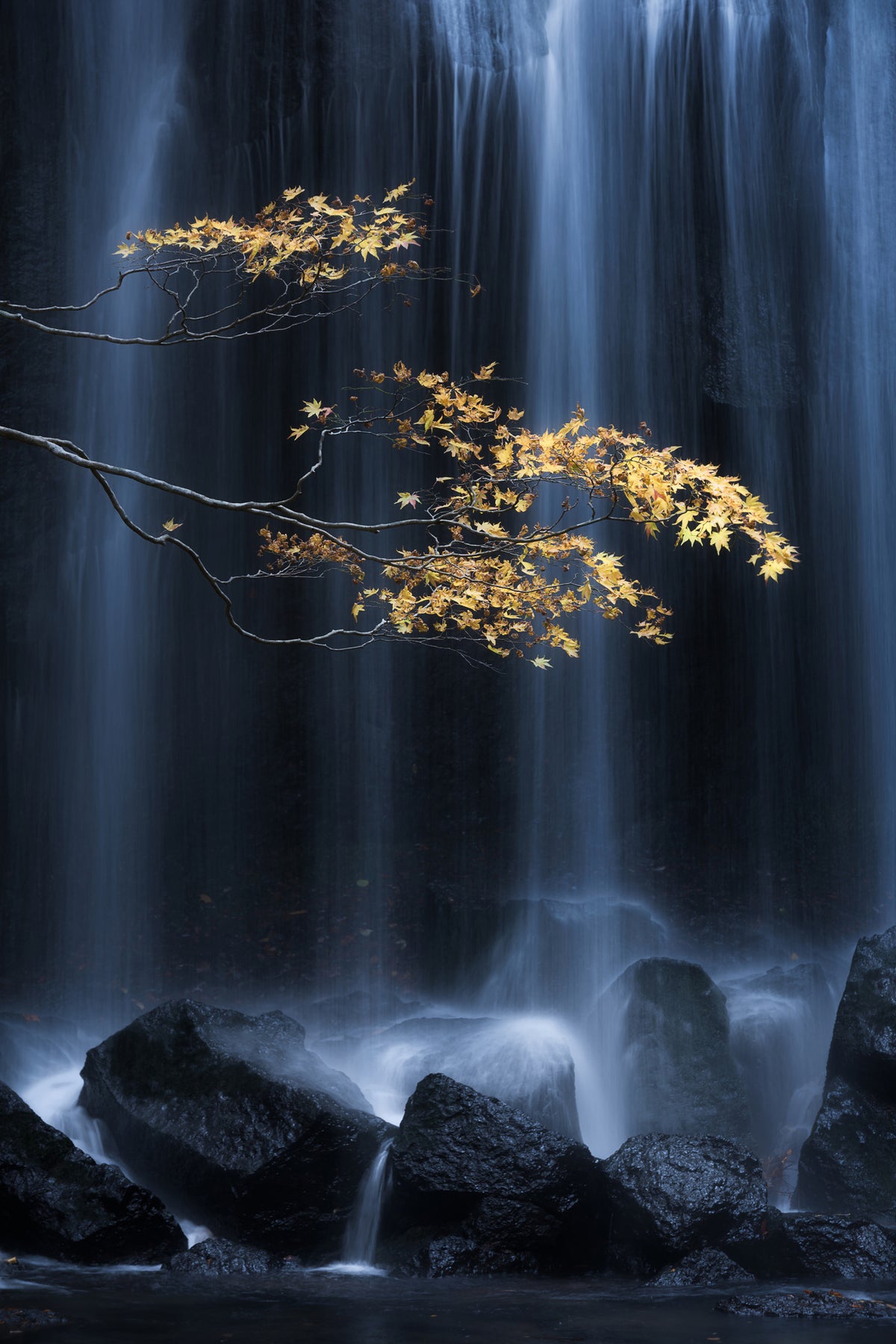 aluminium-print-yellow-autumn