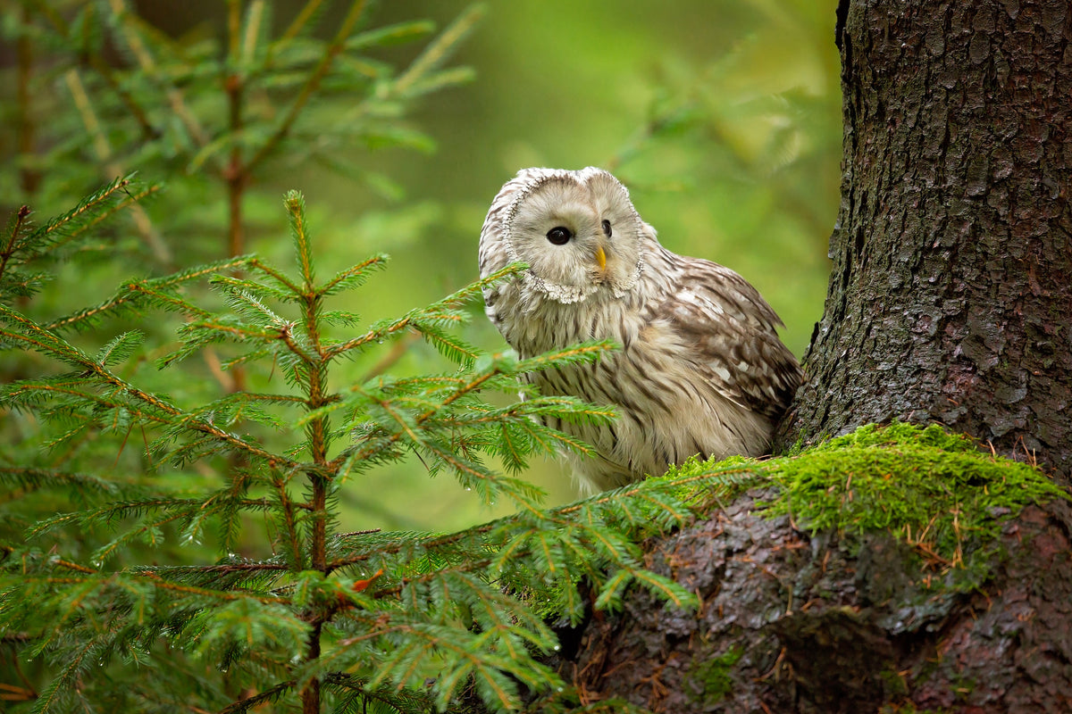 framedposter-print-ural-owl-x