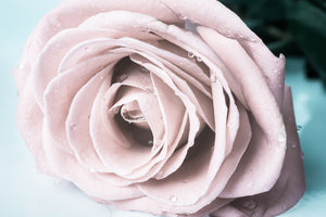 canvas-print-pastel-rose