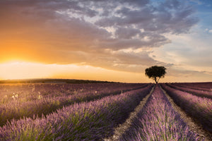 acrylic-print-destination-lavender-x