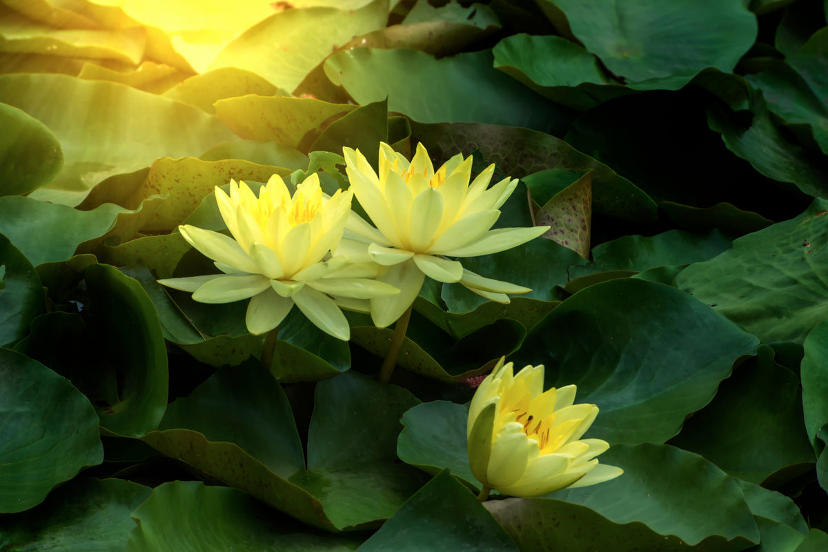 modern-3-piece-aluminium-print-wild-lotus