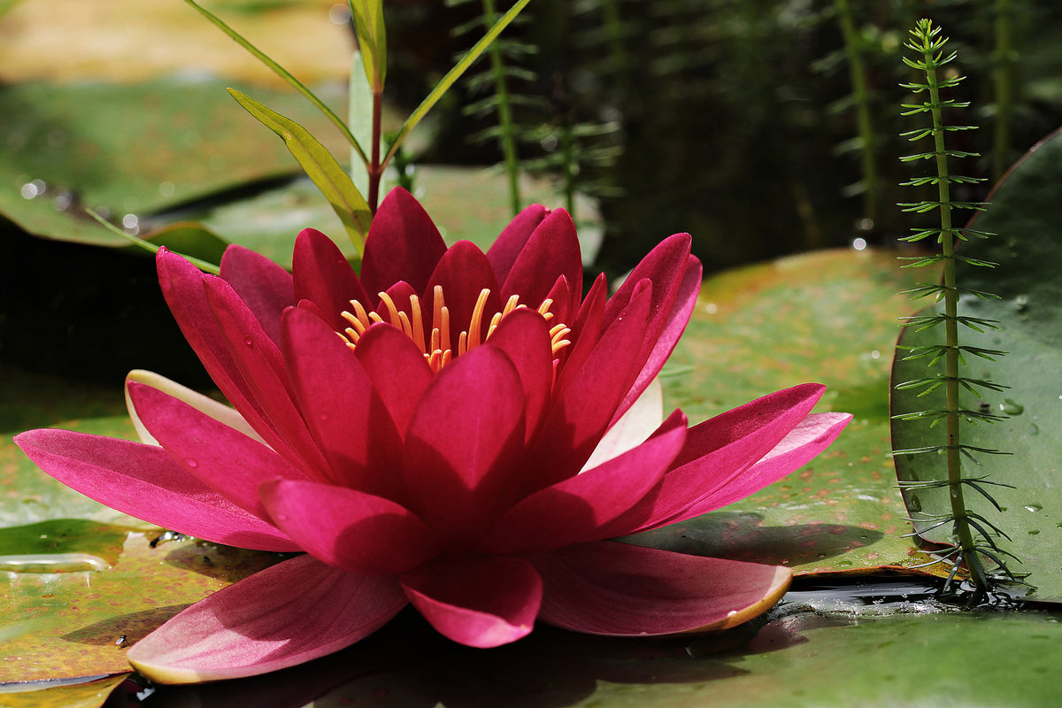 framedposter-print-water-lily-in-red