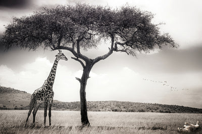 poster-print-under-the-african-sun