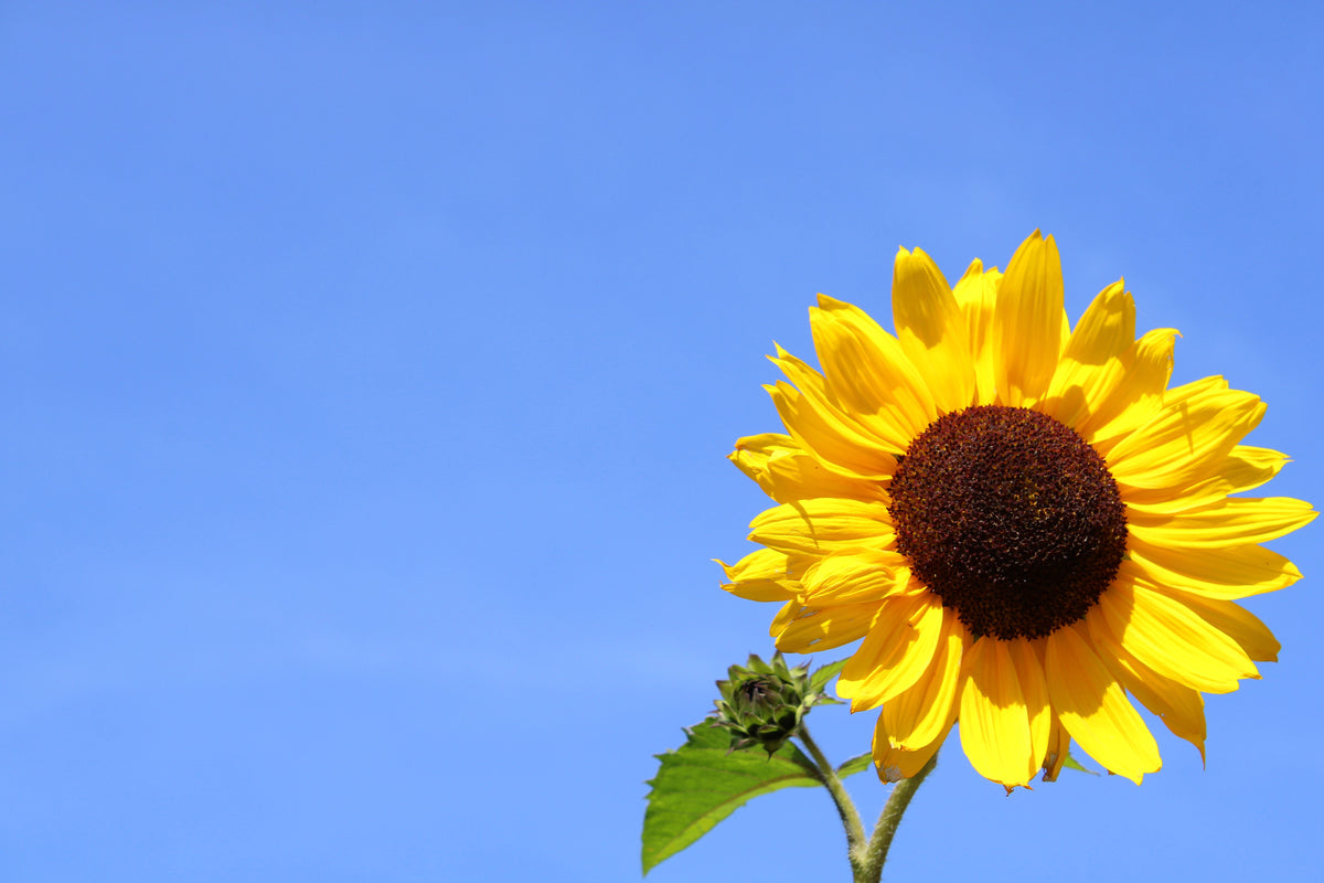 framedposter-print-sunflower-with-blue-sky
