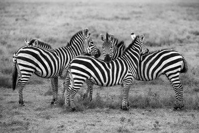poster-print-stripes-xoh