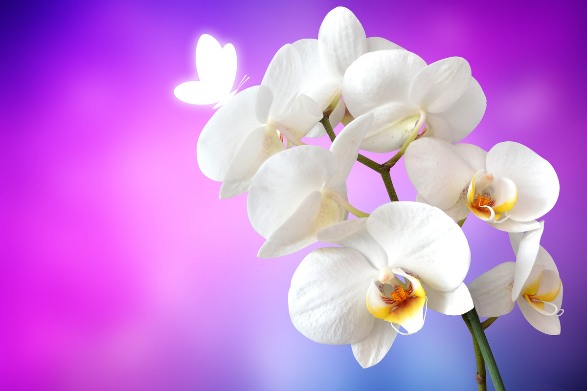 aluminium-print-flower-power-orchid