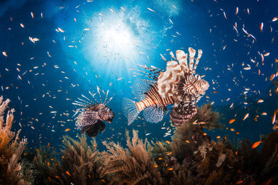 poster-print-lionfish-ii