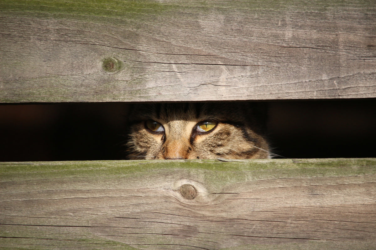 3-piece-canvas-print-cat-in-hiding