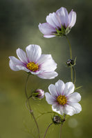 poster-print-cosmos-ii