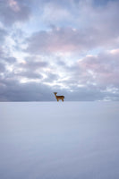 acrylic-print-alone
